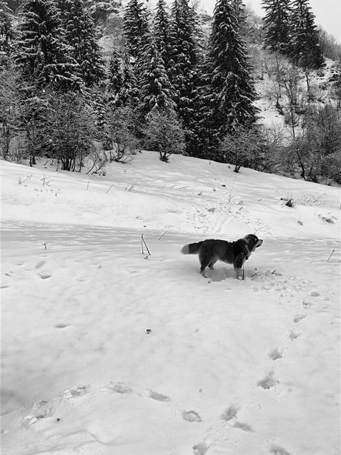 COUP DE FROID